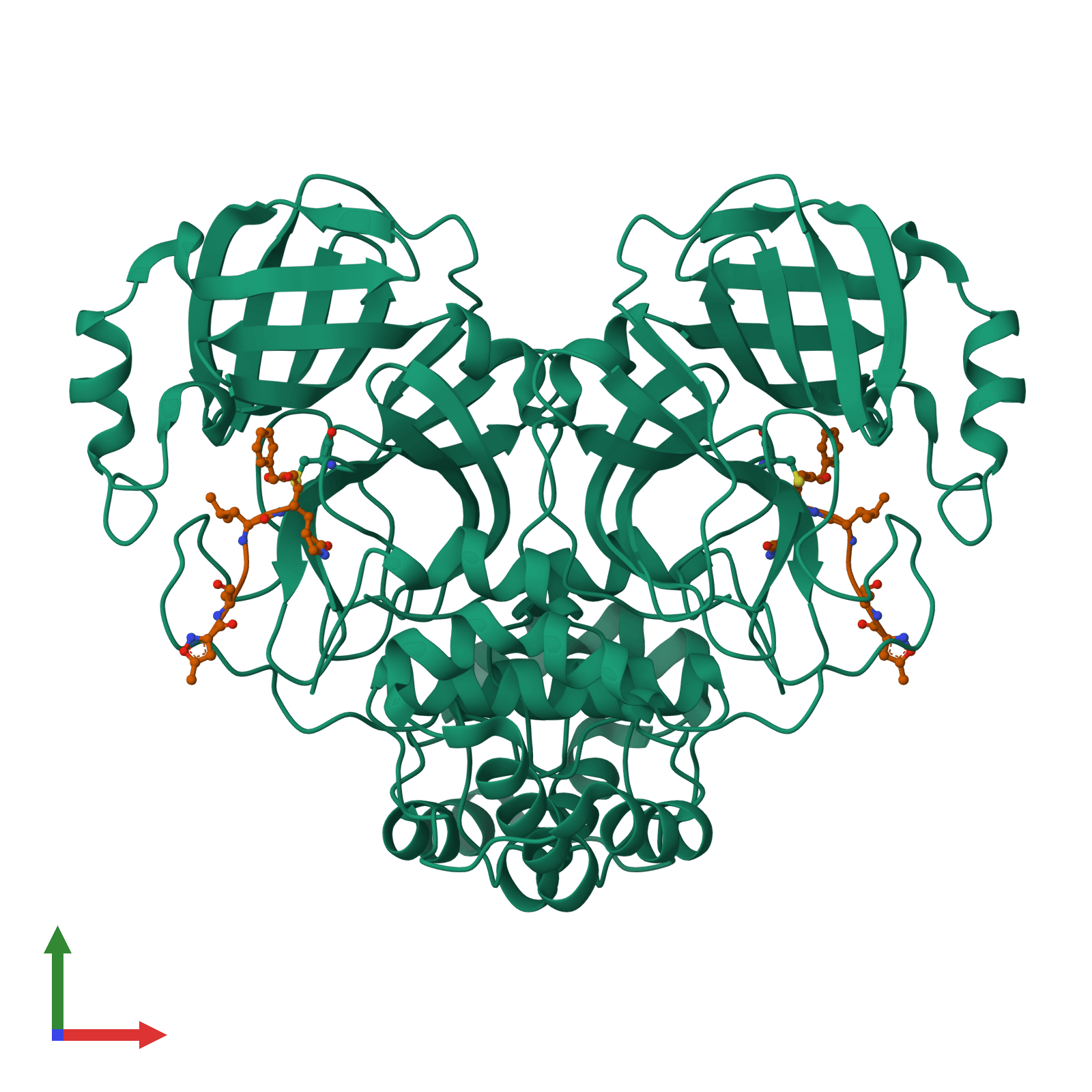 Cartoon rendering of SARS-CoV-2 main protease (PDB 6LU7) in complex with an inhibitor